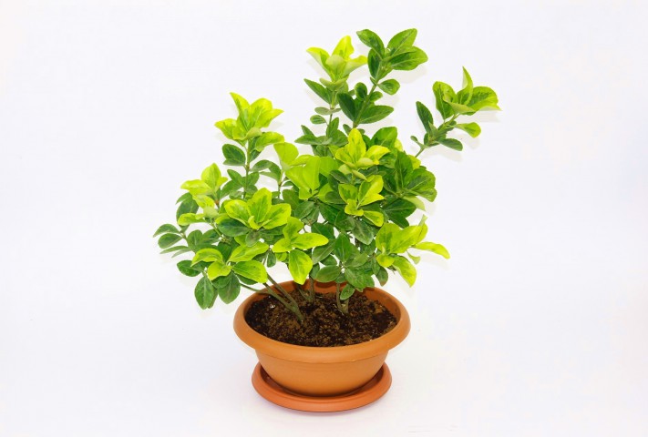 BONSAİ EUONYMUS JAPONİCA AUREA 5 ADET - HEDİYELİK EV OFİS BİTKİSİ