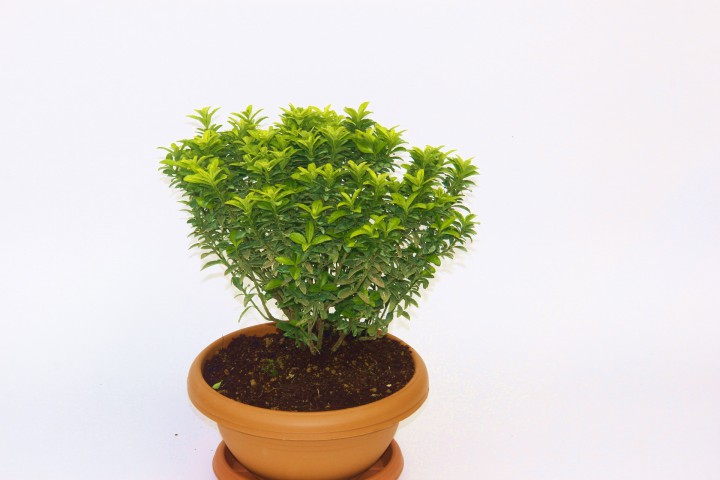 BONSAİ EUONYMUS MİCROPHYLLUS AUREA FİDANI 2 ADET