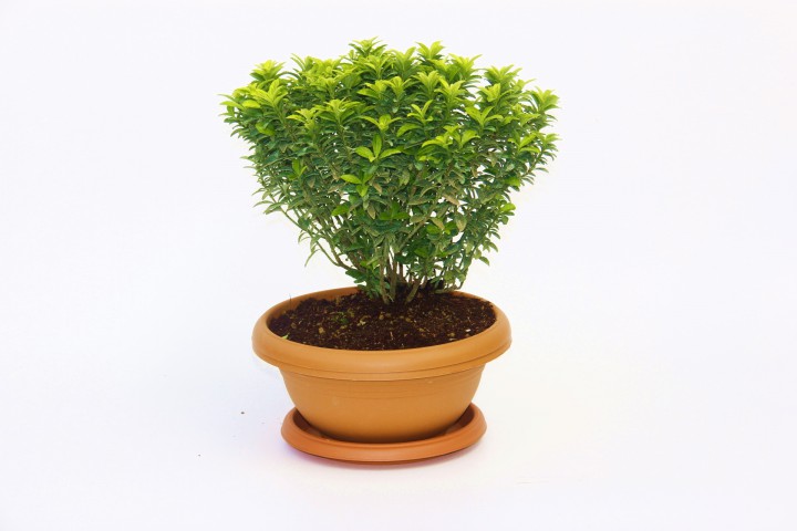 BONSAİ EUONYMUS MİCROPHYLLUS AUREA FİDANI 2 ADET