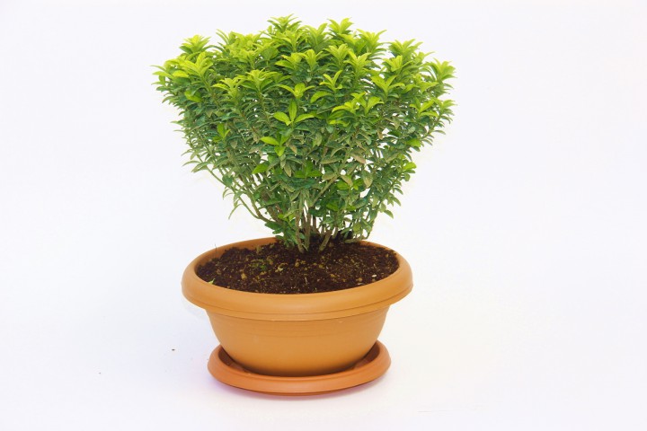 BONSAİ EUONYMUS MİCROPHYLLUS AUREA FİDANI 3 ADET