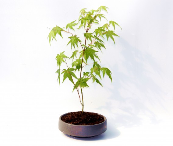 BONSAİ JAPON AKÇAAĞACI 3 ADET - GREY SERİSİ HEDİYELİK