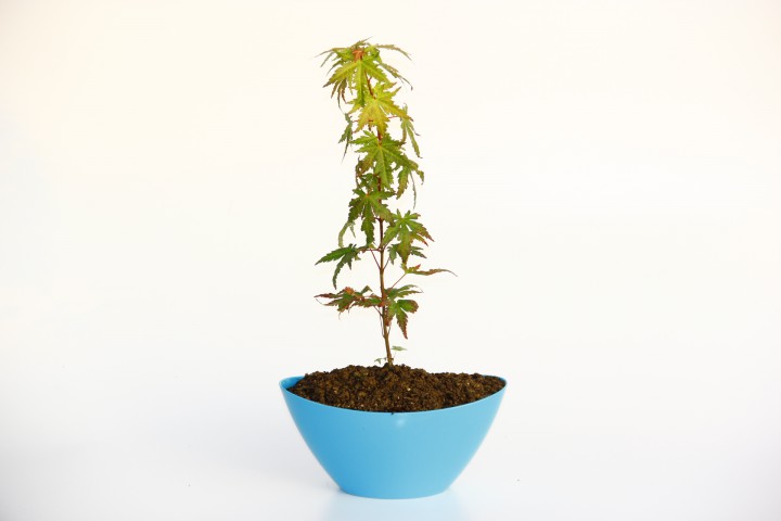 BONSAİ JAPON AKÇAAĞACI HEDİYELİK 2 ADET