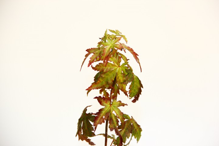 BONSAİ JAPON AKÇAAĞACI HEDİYELİK 3 ADET