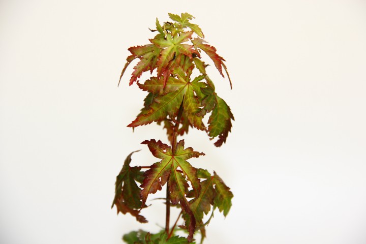 BONSAİ JAPON AKÇAAĞACI HEDİYELİK 5 ADET