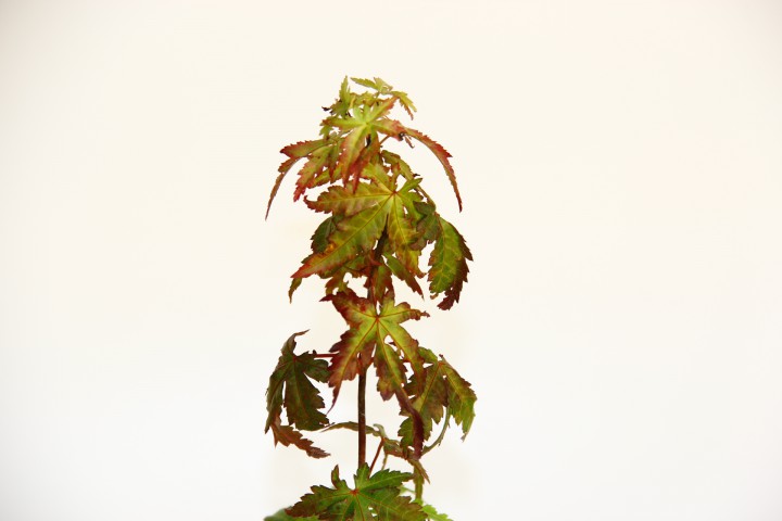BONSAİ JAPON AKÇAAĞACI HEDİYELİK (SAYDAM SAKSIDA)