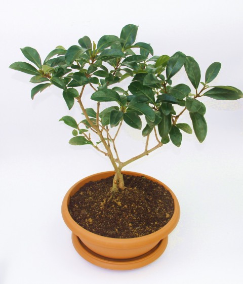 BONSAİ KARTOPU LUCİDUM FİDANI 2 ADET