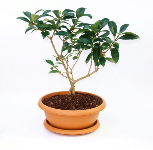 BONSAİ KARTOPU LUCİDUM FİDANI