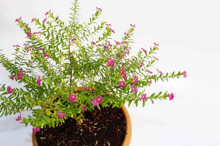 BONSAİ KUFEYA CENNET ÇİÇEĞİ 3 ADET HEDİYELİK