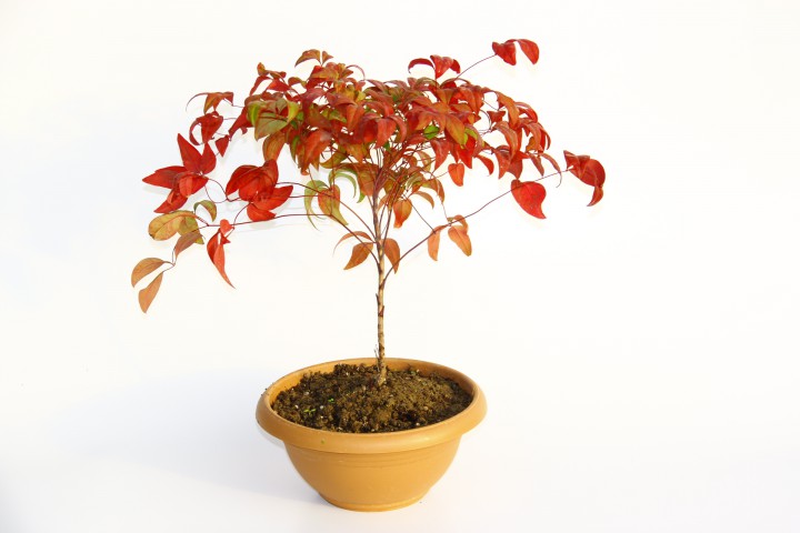 BONSAİ NANDİNA HEDİYELİK 3 ADET