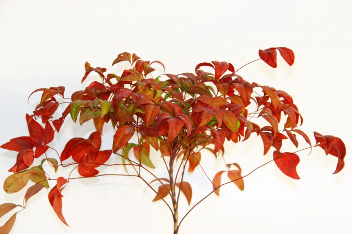 BONSAİ NANDİNA HEDİYELİK 3 ADET