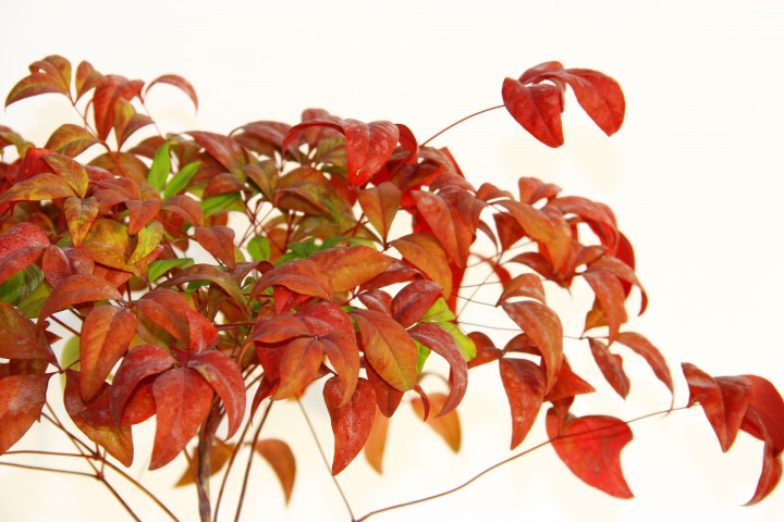 BONSAİ NANDİNA HEDİYELİK 3 ADET