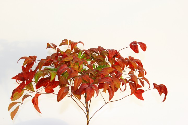 BONSAİ NANDİNA HEDİYELİK 3 ADET