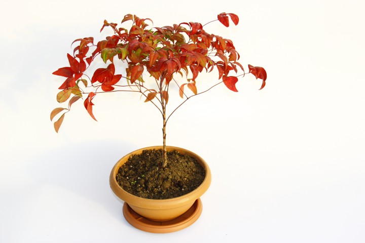 BONSAİ NANDİNA HEDİYELİK 3 ADET