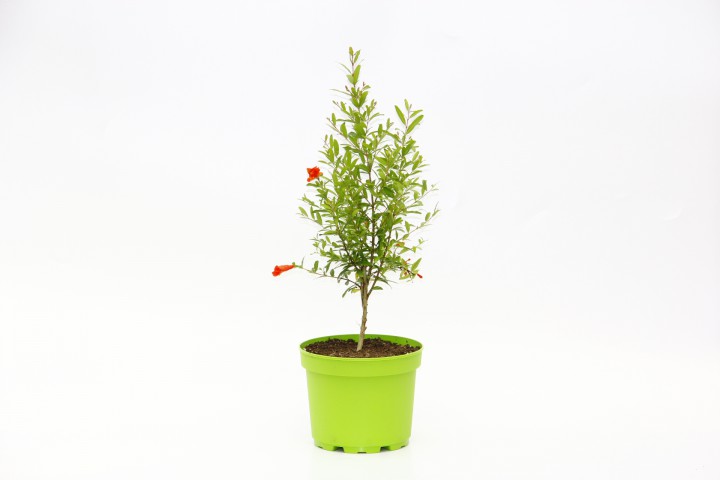 BONSAİ PUNİCA SÜS NARI - HEDİYELİK