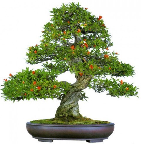 BONSAİ PUNİCA SÜS NARI SETİ (FİDAN+BONSAİ SAKSI+TOPRAK +BİTKİ BESİNİ)