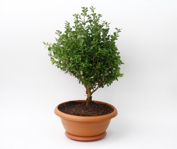 BONSAİ ŞİMŞİR FİDANI - HEDİYELİK EV OFİS BİTKİSİ