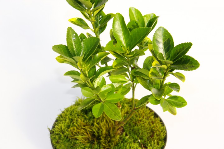 BONSAİ TAFLAN EUONYMUS JAPONİCA 3 ADET