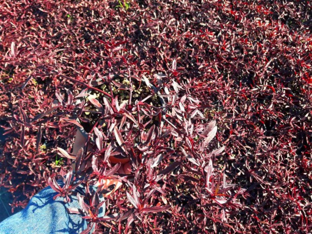BORDO MOZAİK ÇALISI 20 ADET - Alternanthera Ficoidea Red Threads