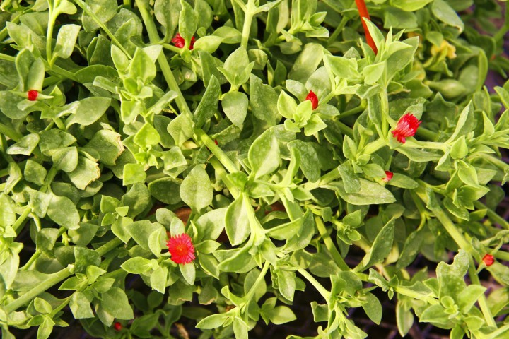 BUZ ÇİÇEĞİ 5 ADET - ASKILI SAKSIDA HEDİYELİK