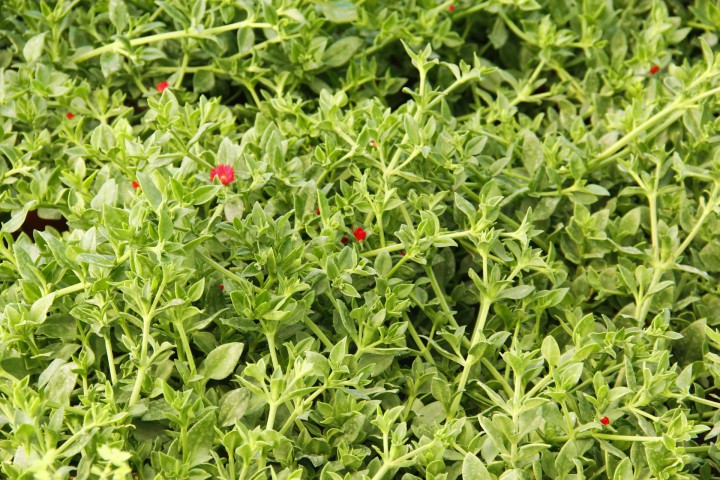 BUZ ÇİÇEĞİ 5 ADET - ASKILI SAKSIDA HEDİYELİK