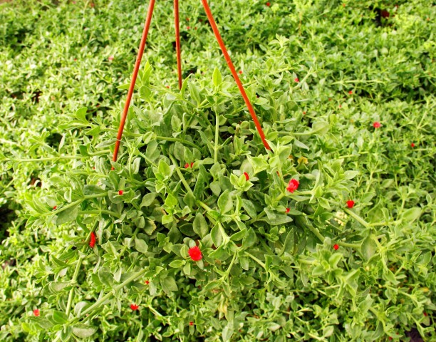 BUZ ÇİÇEĞİ 5 ADET - ASKILI SAKSIDA HEDİYELİK