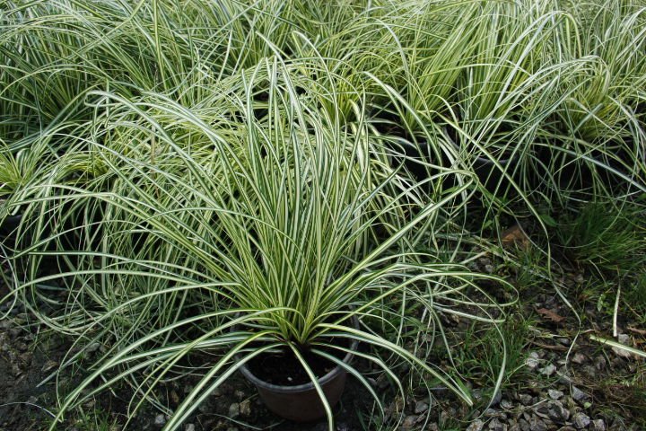 CAREX EVERGOLD 3 ADET - ÇOK YILLIK OTSU BİTKİ