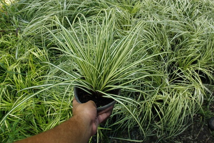 CAREX EVERGOLD 5 ADET - ÇOK YILLIK OTSU BİTKİ