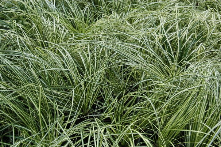 CAREX EVERGOLD 5 ADET - ÇOK YILLIK OTSU BİTKİ