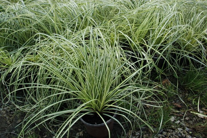 CAREX EVERGOLD 5 ADET - ÇOK YILLIK OTSU BİTKİ