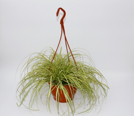 CAREX EVERGOLD SÜS ÇİMİ 3 ADET - ASKILI SAKSIDA HEDİYELİK