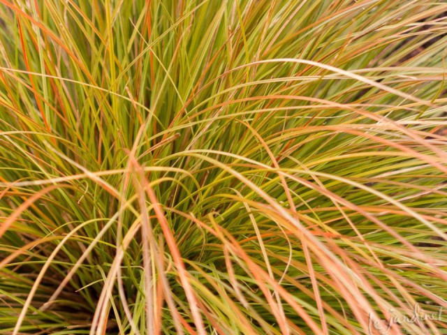 CAREX TESTECEA 10 ADET - OTSU YER ÖRTÜCÜ BİTKİ