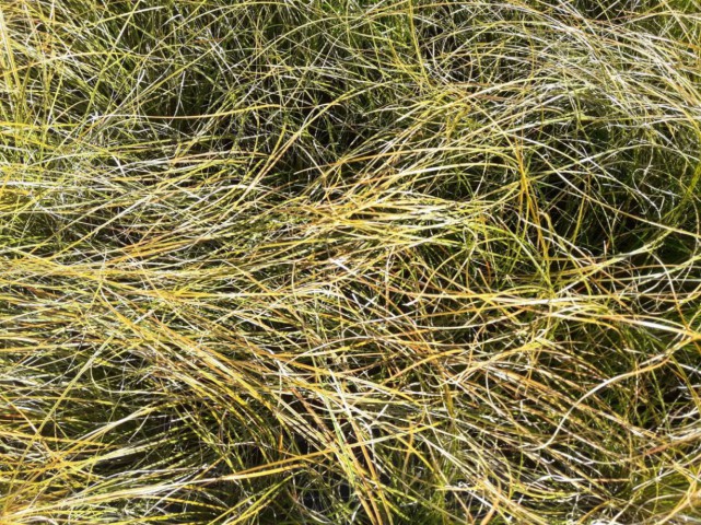 CAREX TESTECEA 10 ADET - OTSU YER ÖRTÜCÜ BİTKİ