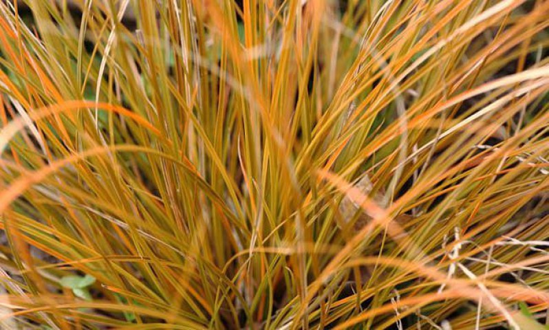 CAREX TESTECEA 20 ADET - OTSU YER ÖRTÜCÜ BİTKİ