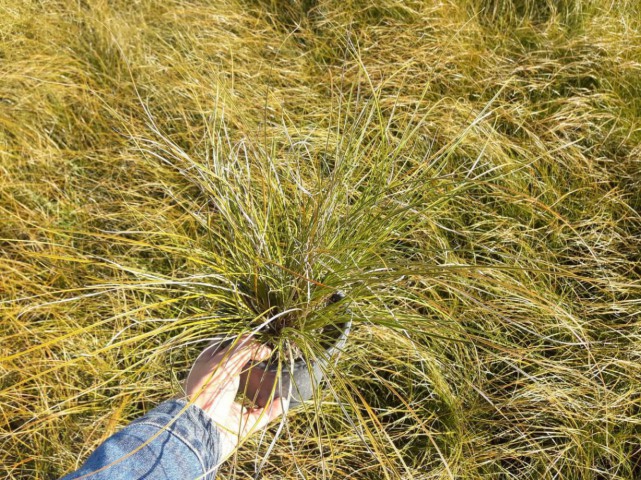 CAREX TESTECEA 20 ADET - OTSU YER ÖRTÜCÜ BİTKİ