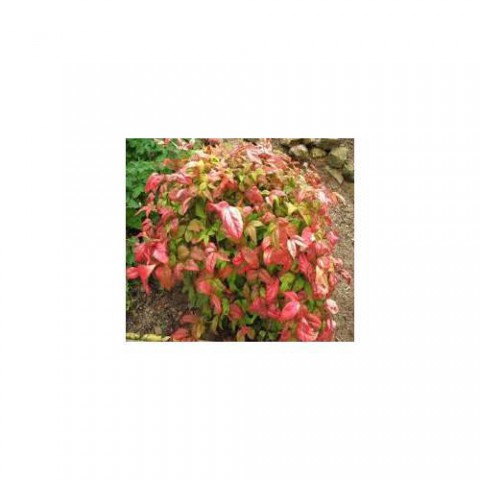 CENNET BAMBUSU 3 ADET - Nandina Domestica