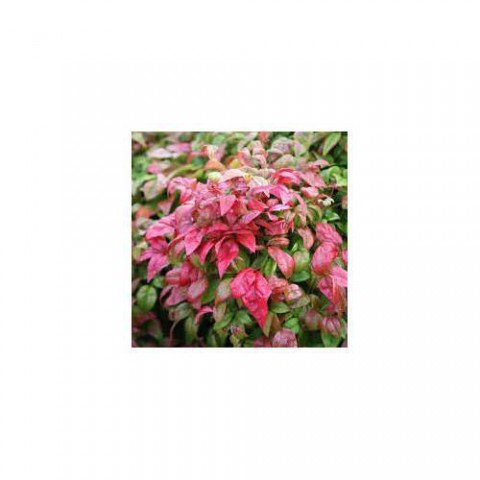 CENNET BAMBUSU - Nandina Domestica
