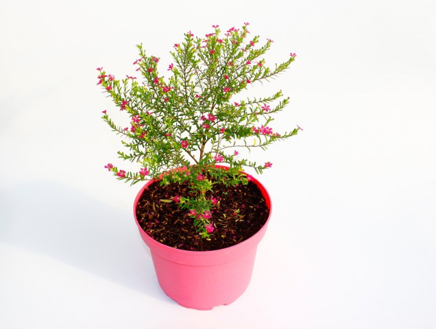 CENNET ÇİÇEĞİ 2 ADET - PEMBE SAKSIDA HEDİYELİK