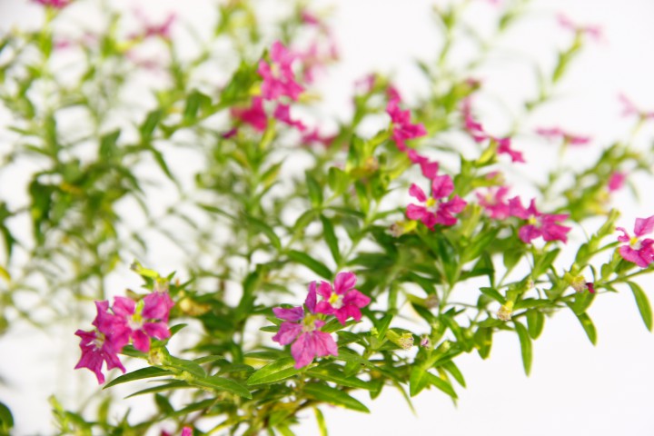 CENNET ÇİÇEĞİ 2 ADET - PEMBE SAKSIDA HEDİYELİK