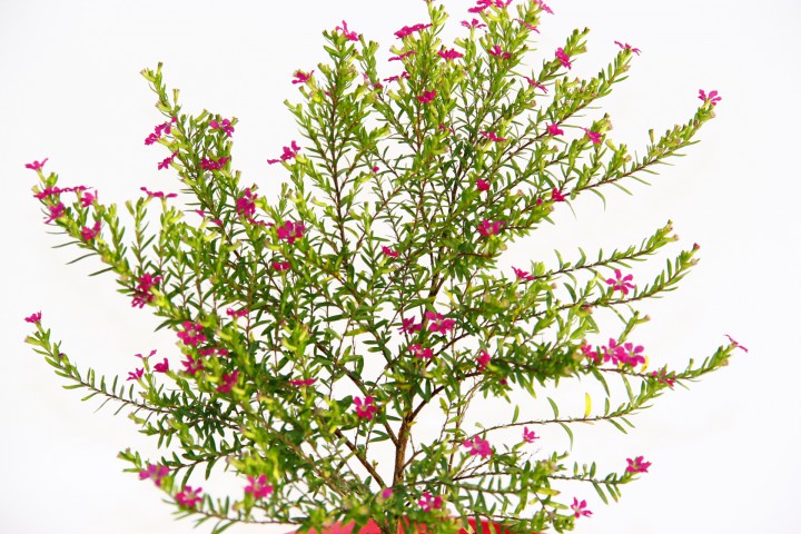 CENNET ÇİÇEĞİ 3 ADET - PEMBE SAKSIDA HEDİYELİK