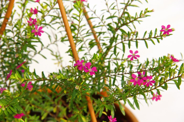 CENNET ÇİÇEĞİ ASKILI SAKSIDA HEDİYELİK