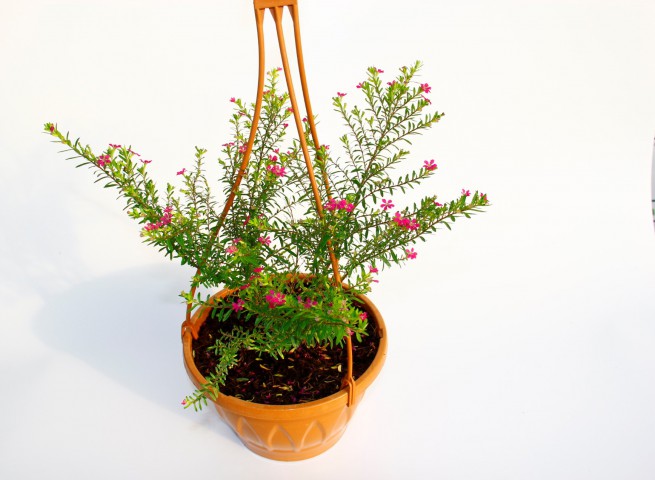 CENNET ÇİÇEĞİ ASKILI SAKSIDA HEDİYELİK