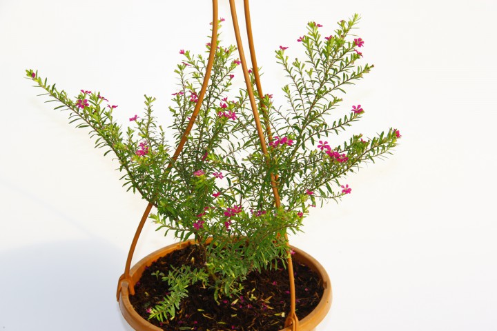 CENNET ÇİÇEĞİ ASKILI SAKSIDA HEDİYELİK