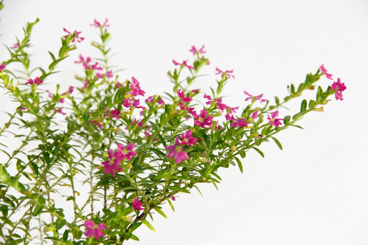 CENNET ÇİÇEĞİ ASKILI SAKSIDA HEDİYELİK