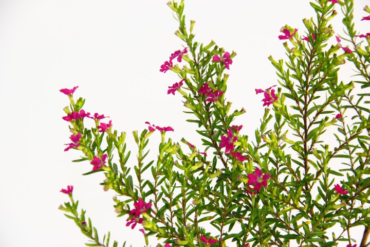 CENNET ÇİÇEĞİ ASKILI SAKSIDA HEDİYELİK