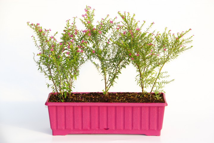 CENNET ÇİÇEĞİ - PEMBE BALKON SAKSISINDA