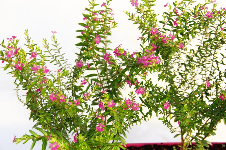 CENNET ÇİÇEĞİ - PEMBE BALKON SAKSISINDA