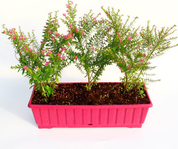 CENNET ÇİÇEĞİ - PEMBE BALKON SAKSISINDA