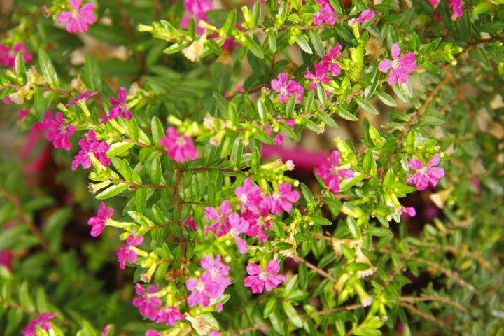 CENNET ÇİÇEĞİ - PEMBE BALKON SAKSISINDA