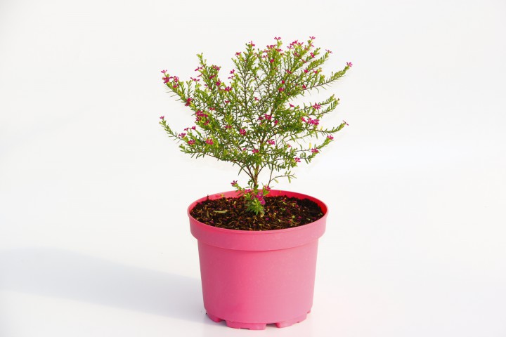 CENNET ÇİÇEĞİ - PEMBE SAKSIDA HEDİYELİK