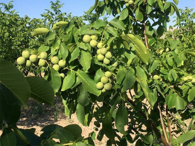 CHANDLER CEVİZ FİDANI 3 YAŞ SAKSILI 5 ADET CHANDLER CEVİZ FİDANI 3 YAŞ SAKSILI 5 ADET